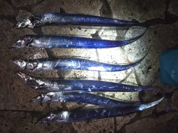 雨上がりに群れが……