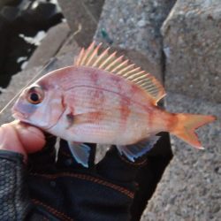 東二見人工島西水道へ落ちギス調査