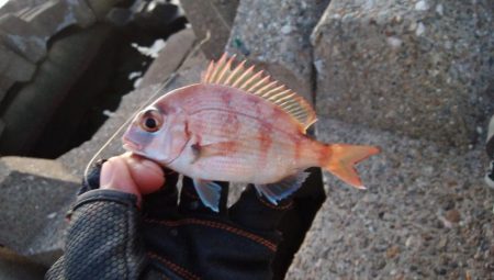 東二見人工島西水道へ落ちギス調査