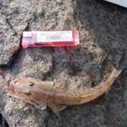 江井ヶ島海岸で落ちギス釣り