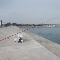 白灯台波止も落ちギス不在