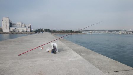 白灯台波止も落ちギス不在