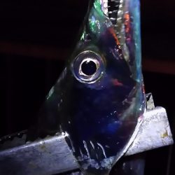 南芦屋浜へタチウオを釣りに行きました。