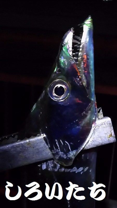 南芦屋浜へタチウオを釣りに行きました。