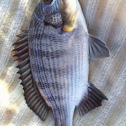 いろいろ釣れました。