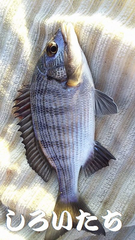 いろいろ釣れました。