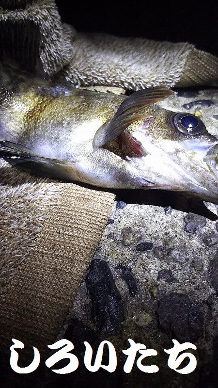 いいサイズのアジ達とハマチ