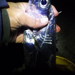 夜中の3時間半のタチウオ渋い。