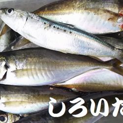 姫路で釣り収め?