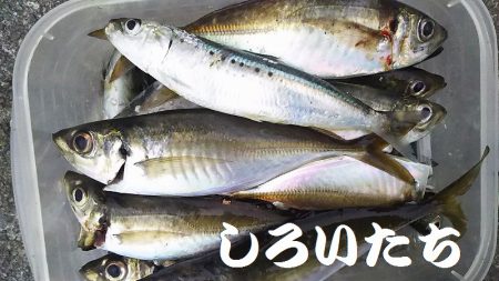 姫路で釣り収め?
