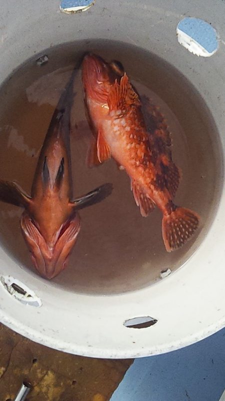 メーターオーバー来たー