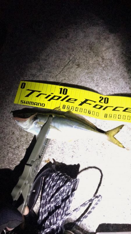 淡路がホームに