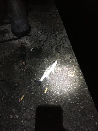 土佐泊でフルムーンアジング