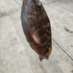 夕まずめメバリング