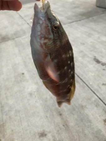 夕まずめメバリング