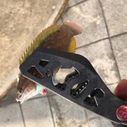 ヒラメ(ソゲ)覚醒