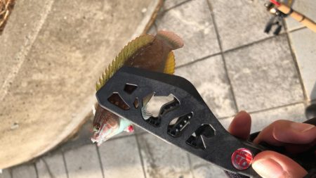 ヒラメ(ソゲ)覚醒