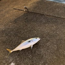 丸々したメジロ