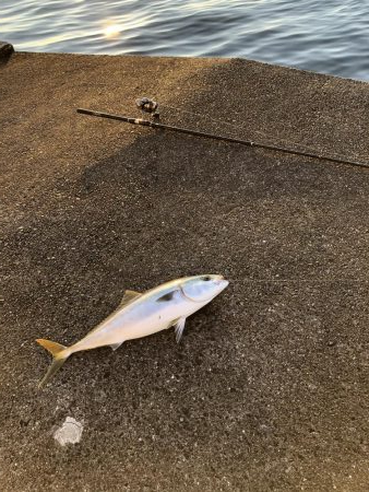 丸々したメジロ