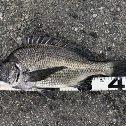 イチノ兄弟、釣果!