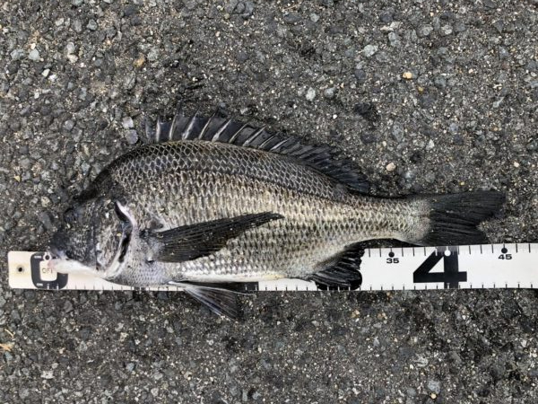 イチノ兄弟、釣果！