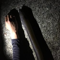 ちょいデカガシラ