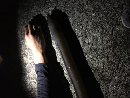 ちょいデカガシラ