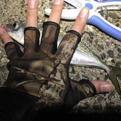 何とかアジングデビュー！？