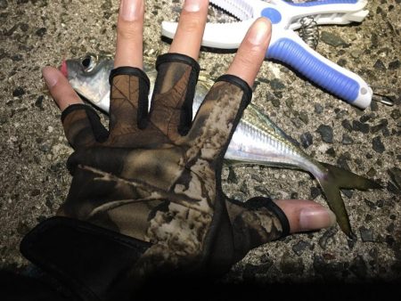 何とかアジングデビュー！？