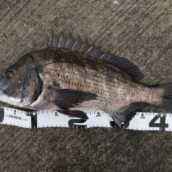 イチノ兄弟、釣果！