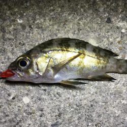 夜ライトロック