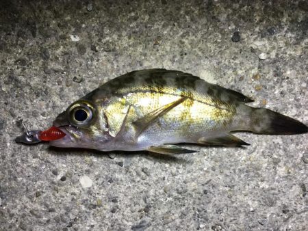 夜ライトロック