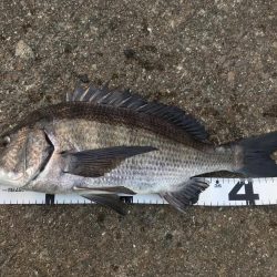 イチノ兄弟、釣果！