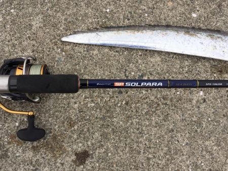 湾奥もタチウオ終了です。