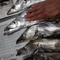 湾奥タチウオ爆釣