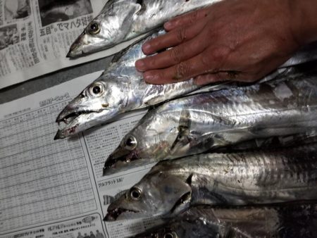 湾奥タチウオ爆釣