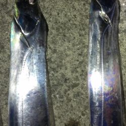 まだまだイケる