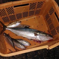 あじ喰う夜ハマチ