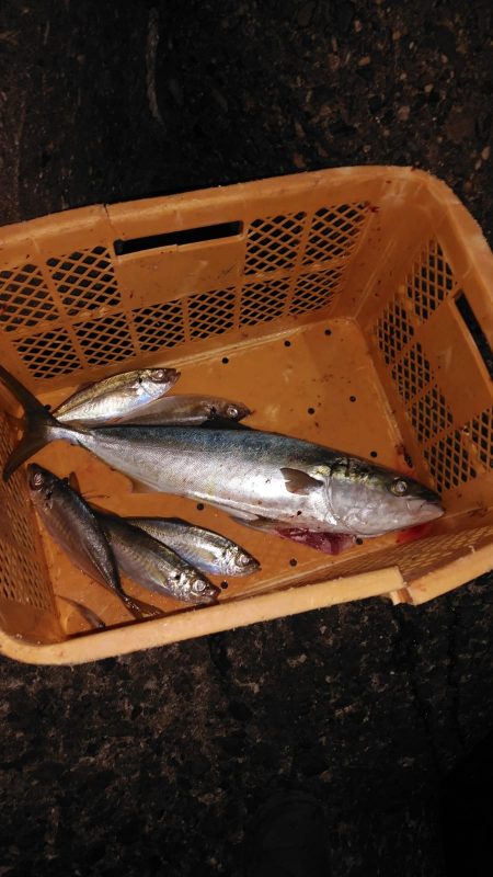 あじ喰う夜ハマチ