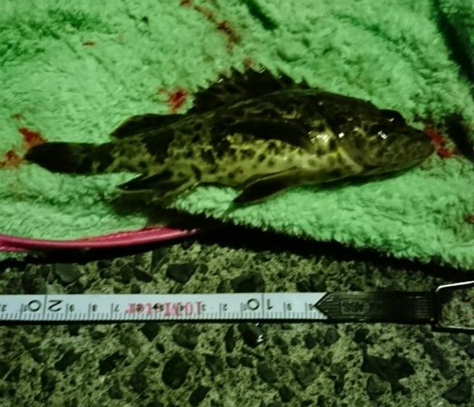 冬でも釣れますね