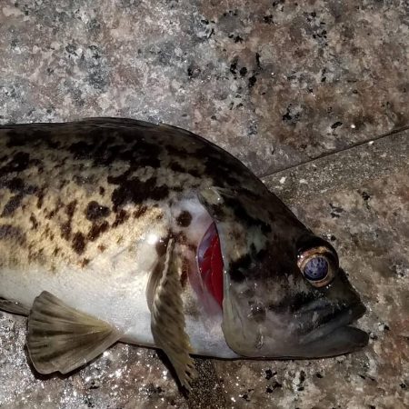 ロックフィッシュ