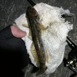 南港へち釣行 （12/05 南港ヘチ釣り キビレチヌ 43.5cm、ハゼ 釣果有り）