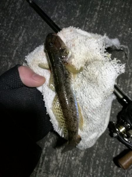 南港へち釣行 （12/05 南港ヘチ釣り キビレチヌ 43.5cm、ハゼ 釣果有り）