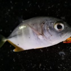 マイクロジギング釣果