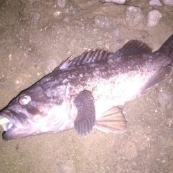 メバリングで泣き尺