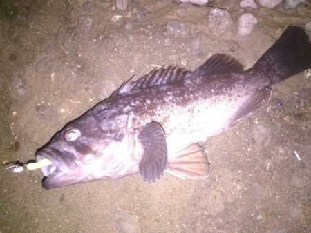 メバリングで泣き尺