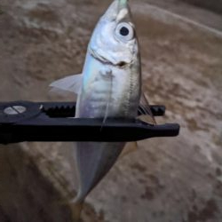 地合いに入れ食い