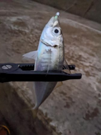 地合いに入れ食い