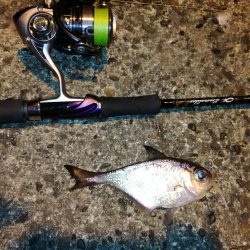 夜、微風、エギング