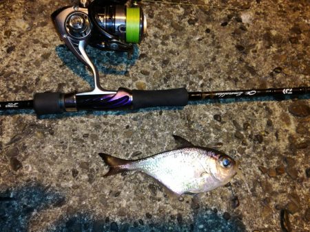 夜、微風、エギング